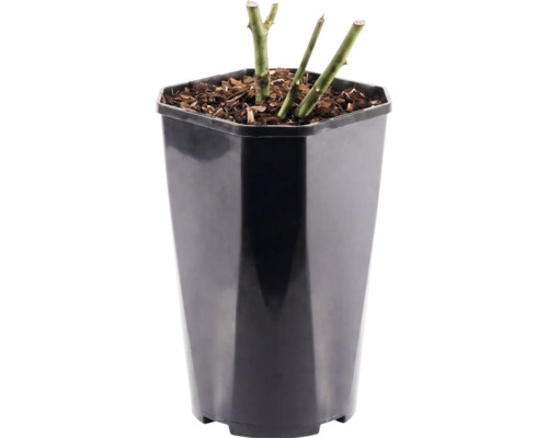 Rozenplant in een hoge zwarte kunststof pot met mulch op de aarde.