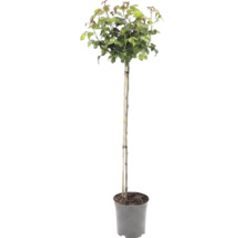 Boompje op stam met groene bladeren in een kweekpot, ondersteund door een bamboestok.
