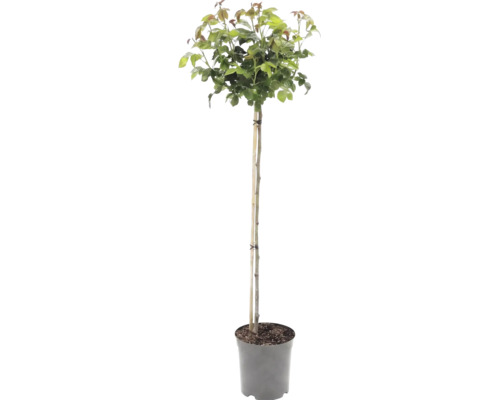 Boompje op stam met groene bladeren in een kweekpot, ondersteund door een bamboestok.