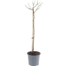 Jonge boom zonder bladeren in een kweekpot, ondersteund door een bamboestok.
