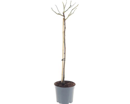 Jonge boom zonder bladeren in een kweekpot, ondersteund door een bamboestok.