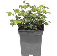 Rozenplant met groene bladeren in grijze kunststof pot.