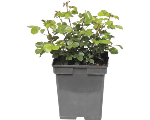 Rozenplant met groene bladeren in grijze kunststof pot.