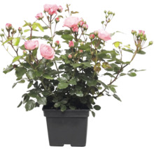 Roos met roze bloemen in een zwarte plantenpot.