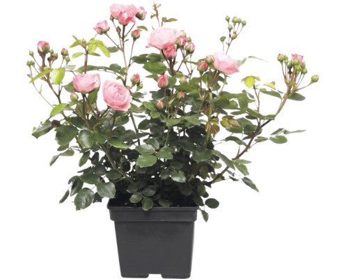 Roos met roze bloemen in een zwarte plantenpot.