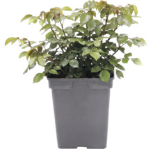 Rozenplant in een hoge, donkere kunststof pot.