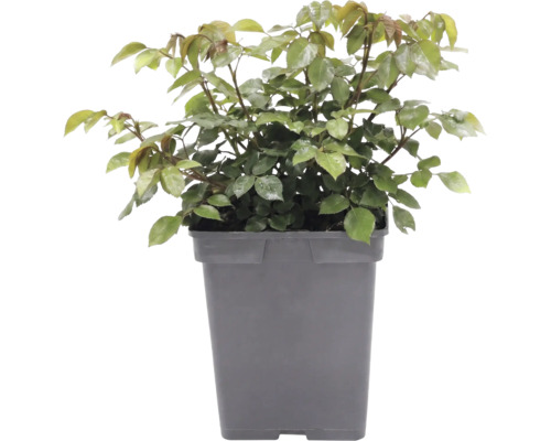 Rozenplant in een hoge, donkere kunststof pot.