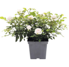 Witte potroos met groene bladeren in een vierkante kunststof pot.