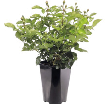 Rozenplant met veel groene bladeren en knoppen in een hoge zwarte bloempot.