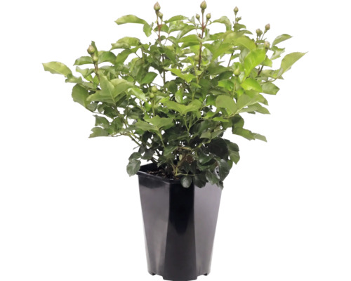 Rozenplant met veel groene bladeren en knoppen in een hoge zwarte bloempot.