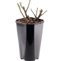 Rozenstruik in een zwarte kunststof pot met mulch.