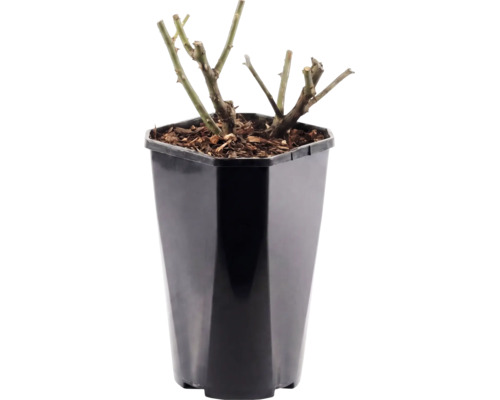 Rozenstruik in een zwarte kunststof pot met mulch.