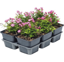 Set van zes bodembedekkende rozen met roze bloemen in grijze kunststof potten op een tray.