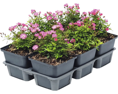 Set van zes bodembedekkende rozen met roze bloemen in grijze kunststof potten op een tray.