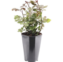 Rozenplant in zwarte kunststof pot