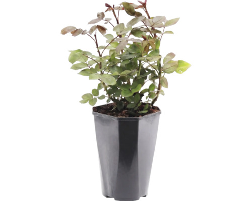 Rozenplant in zwarte kunststof pot