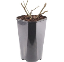 Plant met teruggesnoeide takken in een zwarte kunststof pot met boomschors.