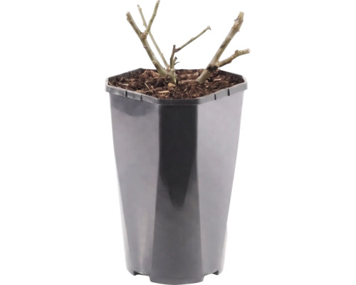 Plant met teruggesnoeide takken in een zwarte kunststof pot met boomschors.
