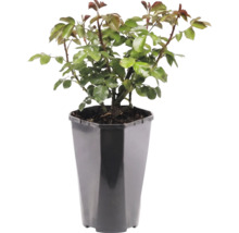Rozenplant in zwarte kunststof pot met groene bladeren en doornige stengels.
