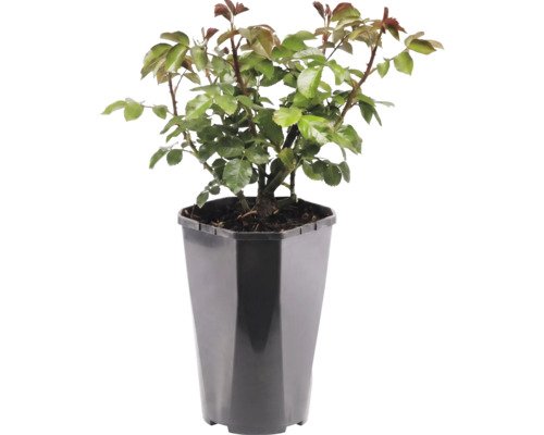 Rozenplant in zwarte kunststof pot met groene bladeren en doornige stengels.