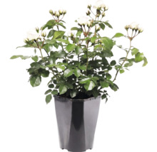 Witte rozenplant met groene bladeren en knoppen in een zwarte kunststof pot.