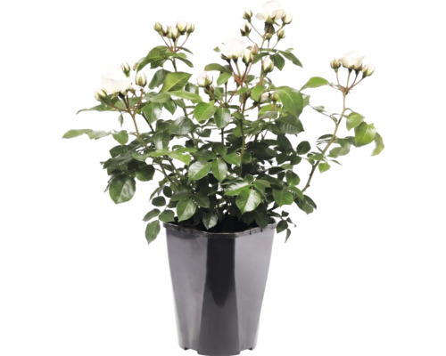 Witte rozenplant met groene bladeren en knoppen in een zwarte kunststof pot.