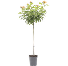 Stamroos met abrikooskleurige bloemen in een kunststof pot.