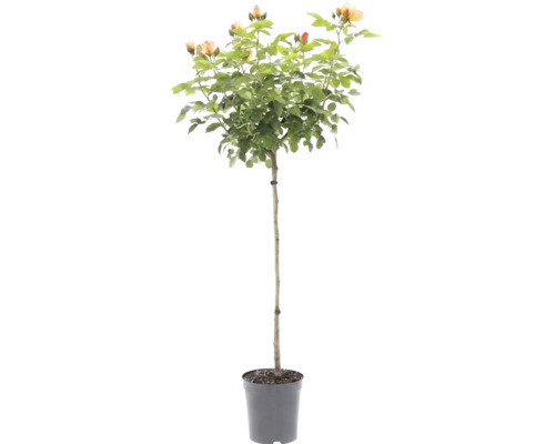 Stamroos met abrikooskleurige bloemen in een kunststof pot.