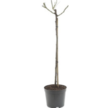 Stamroos in plantenpot met bamboestok voor stabiliteit.