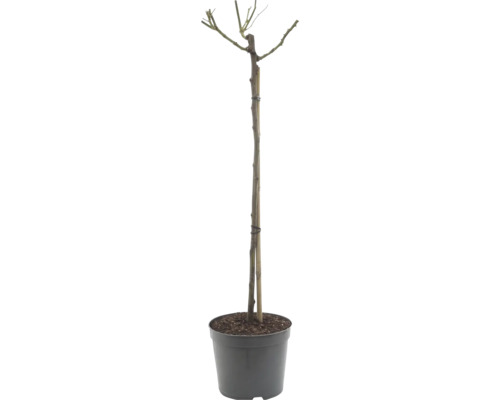 Stamroos in plantenpot met bamboestok voor stabiliteit.