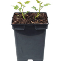 Twee jonge rozenplanten met groene bladeren in een vierkante, zwarte kunststof plantenpot met potgrond.