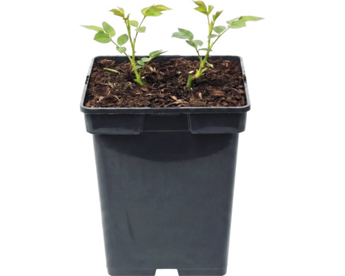 Twee jonge rozenplanten met groene bladeren in een vierkante, zwarte kunststof plantenpot met potgrond.
