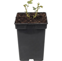 Jonge rozenplant in een zwarte vierkante plantenpot met aarde.