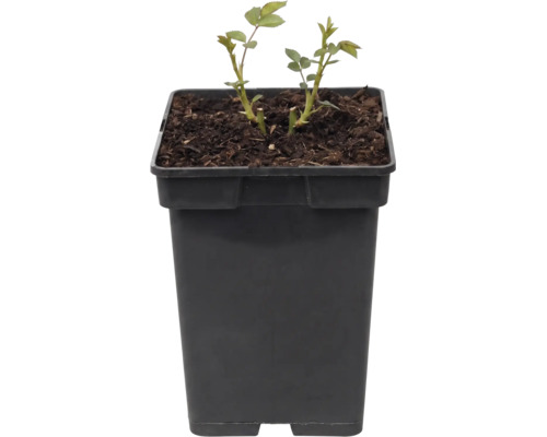 Jonge rozenplant in een zwarte vierkante plantenpot met aarde.