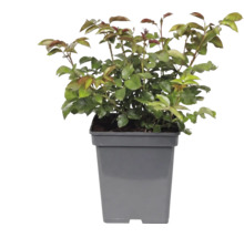 Jonge plant met groene bladeren en roodachtige scheuten in een vierkante grijze kunststof pot.