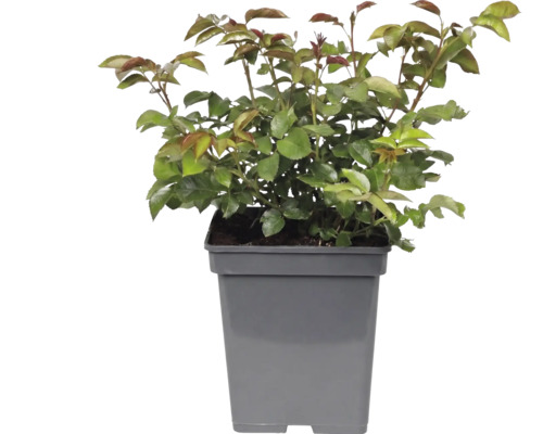 Jonge plant met groene bladeren en roodachtige scheuten in een vierkante grijze kunststof pot.