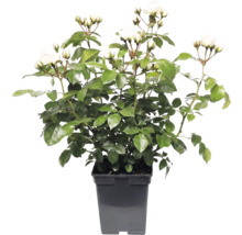 Witte trosroos in zwarte kweekpot met groene bladeren en talloze bloemknoppen.