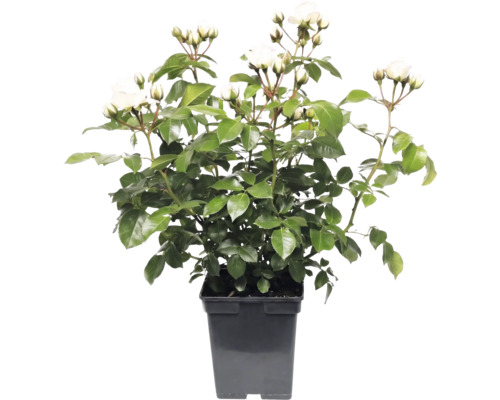 Witte trosroos in zwarte kweekpot met groene bladeren en talloze bloemknoppen.