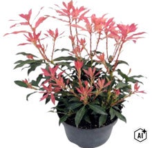 Rotsheide Pieris japonica met roodachtig uitlopend blad in een zwarte plantpot. (Image AI modified or generated)