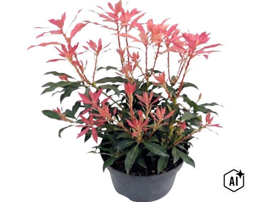 Rotsheide Pieris japonica met roodachtig uitlopend blad in een zwarte plantpot. (Image AI modified or generated)