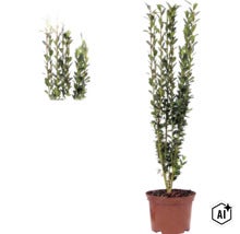 Ilex crenata Fastigiata, Japanse hulst, rechtopgaande struik in pot met kleine groene bladeren. (Image AI modified or generated)