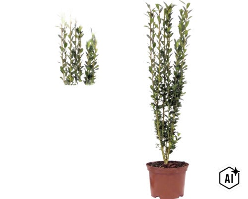 Ilex crenata Fastigiata, Japanse hulst, rechtopgaande struik in pot met kleine groene bladeren. (Image AI modified or generated)