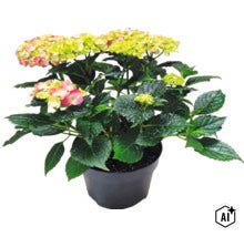 Boerenhortensia Hydrangea macrophylla in kweekpot met groene bladeren en bloemschermen. (Image AI modified or generated)