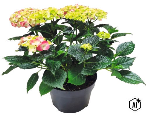 Boerenhortensia Hydrangea macrophylla in kweekpot met groene bladeren en bloemschermen. (Image AI modified or generated)