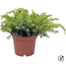 Kruipende jeneverbes in een bruine kunststof pot, winterharde tuinplant. (Image AI modified or generated)