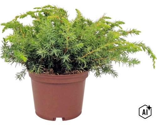 Kruipende jeneverbes in een bruine kunststof pot, winterharde tuinplant. (Image AI modified or generated)