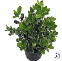 Kardinaalsmuts Euonymus fortunei Emerald Gaiety in een zwarte kunststof pot. (Image AI modified or generated)