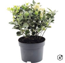 Kardinaalsmuts Euonymus fortunei in zwarte kunststof pot. (Image AI modified or generated)