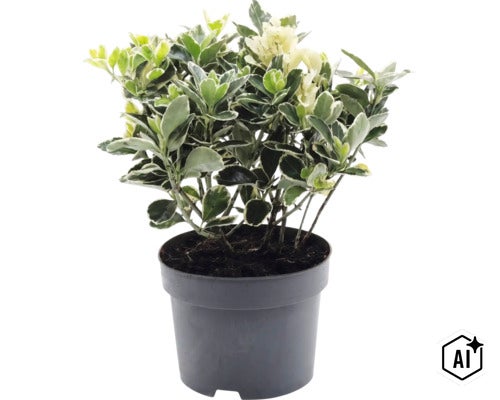 Kardinaalsmuts Euonymus fortunei in zwarte kunststof pot. (Image AI modified or generated)