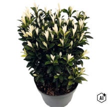 Japanse kardinaalsmuts Euonymus japonicus Paloma Blanca in kunststof pot met donkergroene bladeren en witte uitlopers. (Image AI modified or generated)